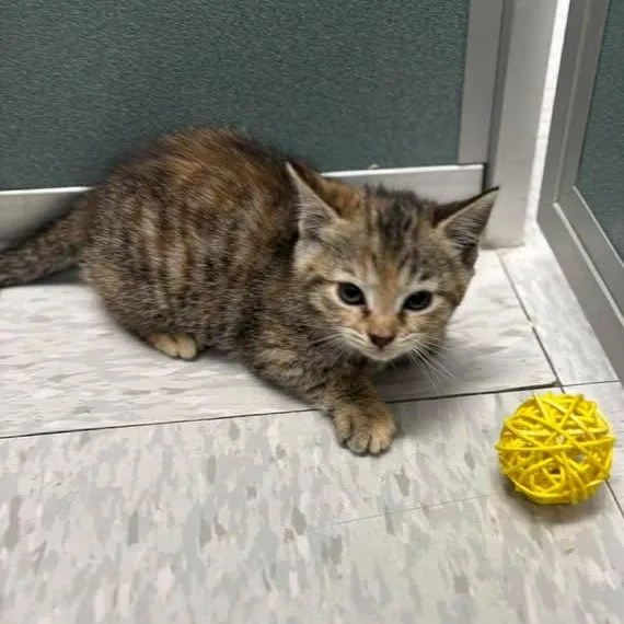 Camilla Clawbello thumbnail 5