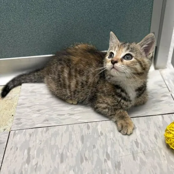 Camilla Clawbello thumbnail 6