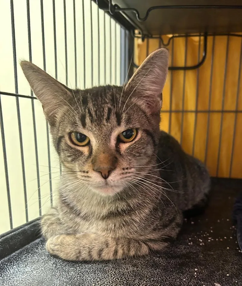 Kerfuffle thumbnail 2