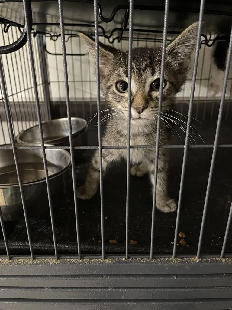 Kerfuffle thumbnail 3