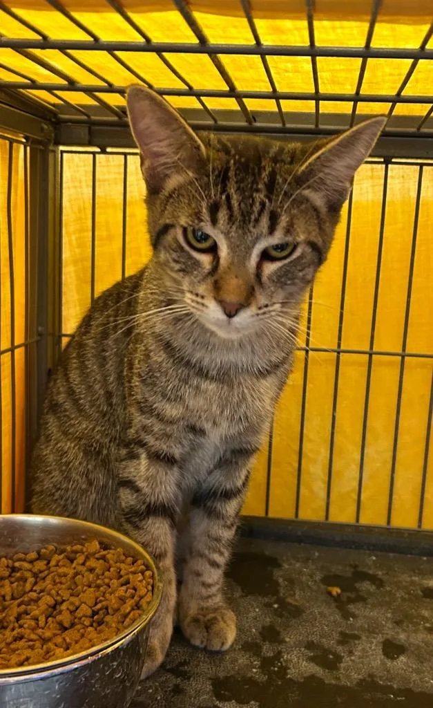 Kerfuffle thumbnail 4