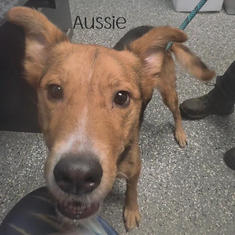 An adult medium-sized female Black Australian Shepherd dog named Aussie for adoption in Parkersburg, WV