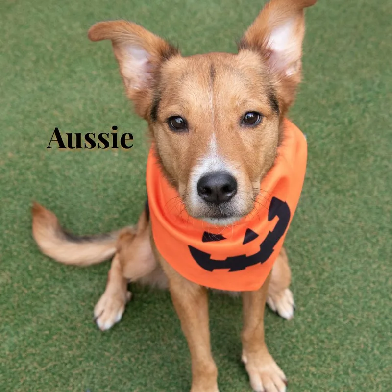 Aussie thumbnail 2
