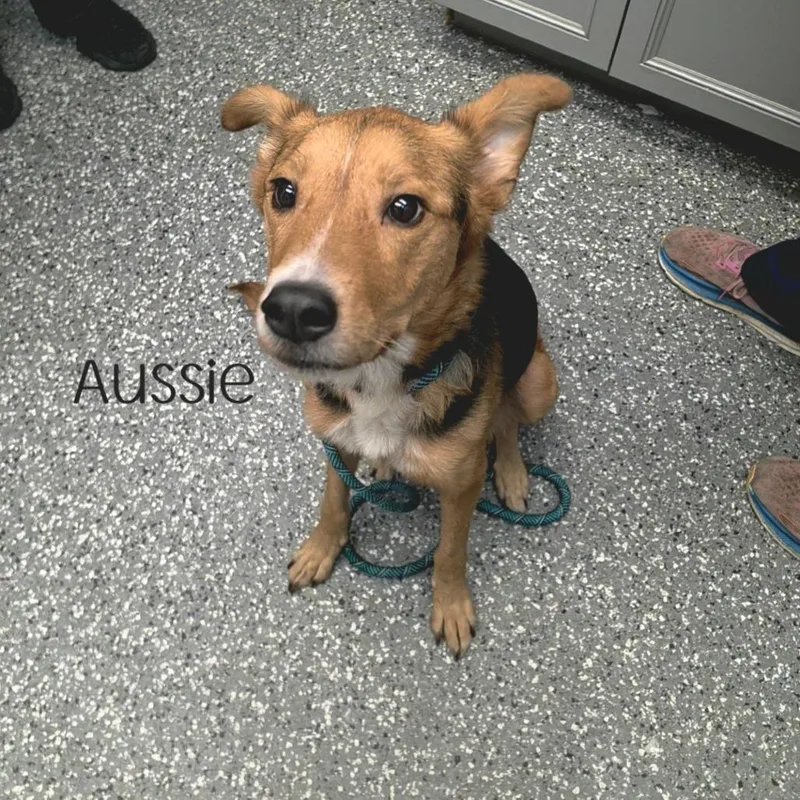 Aussie thumbnail 3