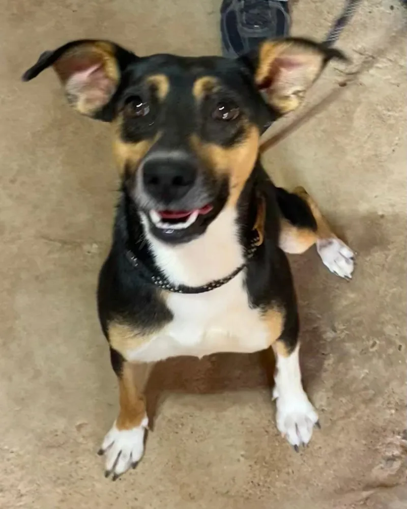 A young small-sized female Black Terrier dog named Bubbles for adoption in Post, TX