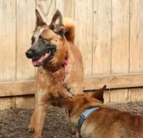 A young large-sized male Merle (Red) Cattle Dog dog named Thunder for adoption in Moyock, NC