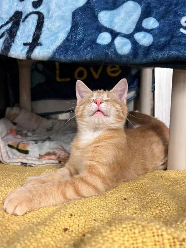 A baby small-sized male Domestic Short Hair cat named Eye Balls for adoption in Richmond, VA