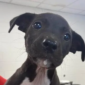 A baby medium-sized female Black English Bulldog dog named k  Deputy for adoption in Enterprise, AL