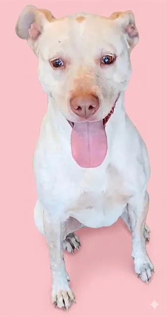 A young medium-sized female Mixed Breed dog named Honey for adoption in Jacksonville, FL
