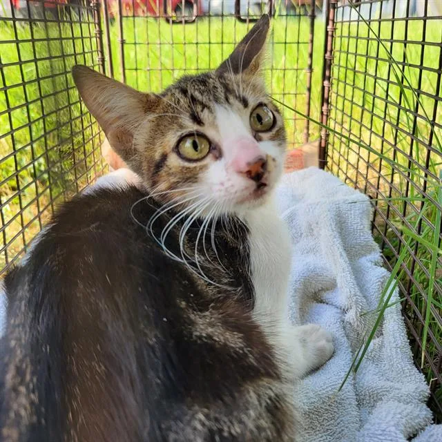 A baby small-sized female Domestic Short Hair cat named Lily Love for adoption in San Antonio, TX