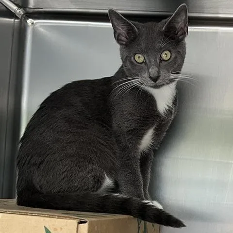A baby small-sized male Gray / Blue / Silver Domestic Short Hair cat named Swoosie for adoption in Baltimore, MD