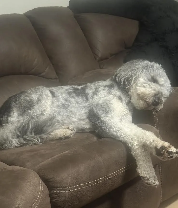 An adult medium-sized male Gray / Blue / Silver Aussiedoodle dog named Snoopy for adoption in Hendersonville, TN