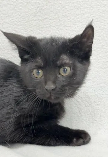 A baby medium-sized male Black Domestic Medium Hair cat named Amory for adoption in Minneapolis, MN