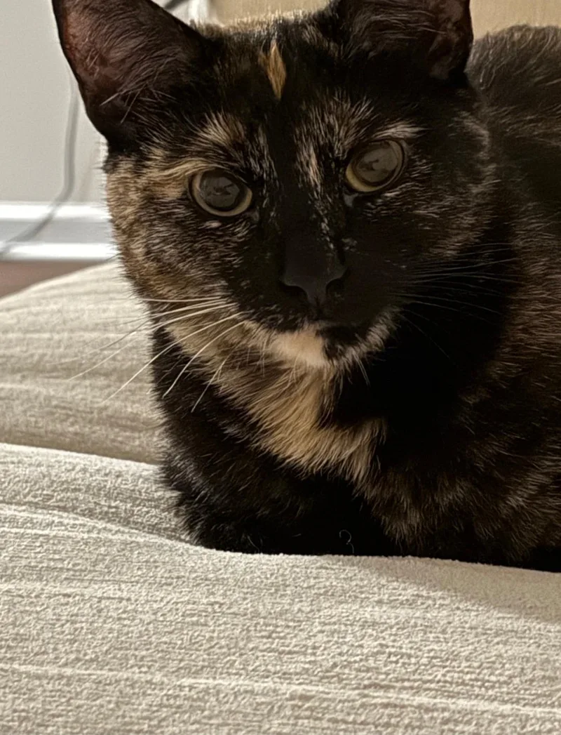 A young medium-sized female Tortoiseshell Domestic Short Hair cat named Talliulah for adoption in Freemansburg, PA