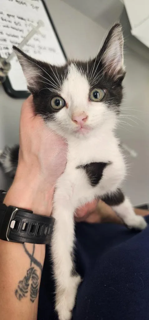 A young small-sized male Domestic Short Hair cat named Theodore for adoption in Athens, TN