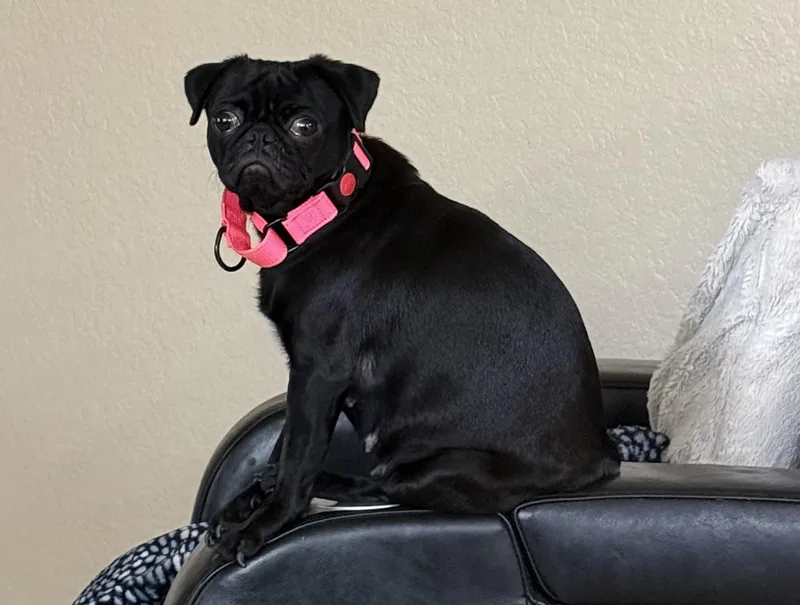 A young small-sized female Black Pug dog named Tiana for adoption in Floresville, TX