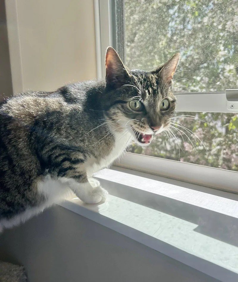 A senior large-sized female Domestic Short Hair cat named Charlotte for adoption in Arlington, VT