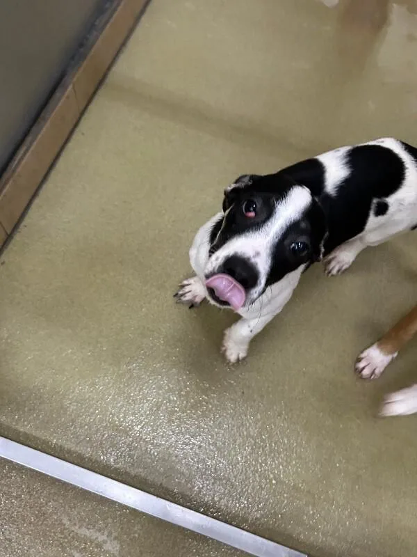A young small-sized male White / Cream Mixed Breed dog named Moo for adoption in Hobbs, NM