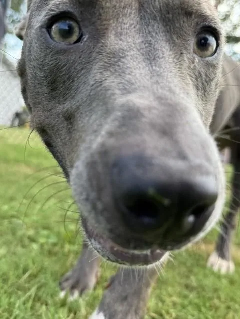Violet thumbnail 4