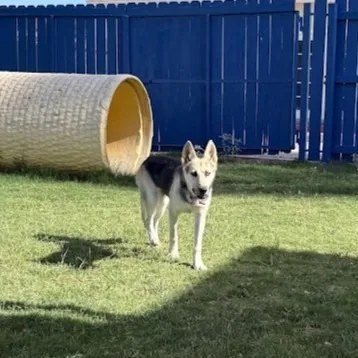 A young medium-sized female German Shepherd Dog dog named Burrnice for adoption in El Paso, TX