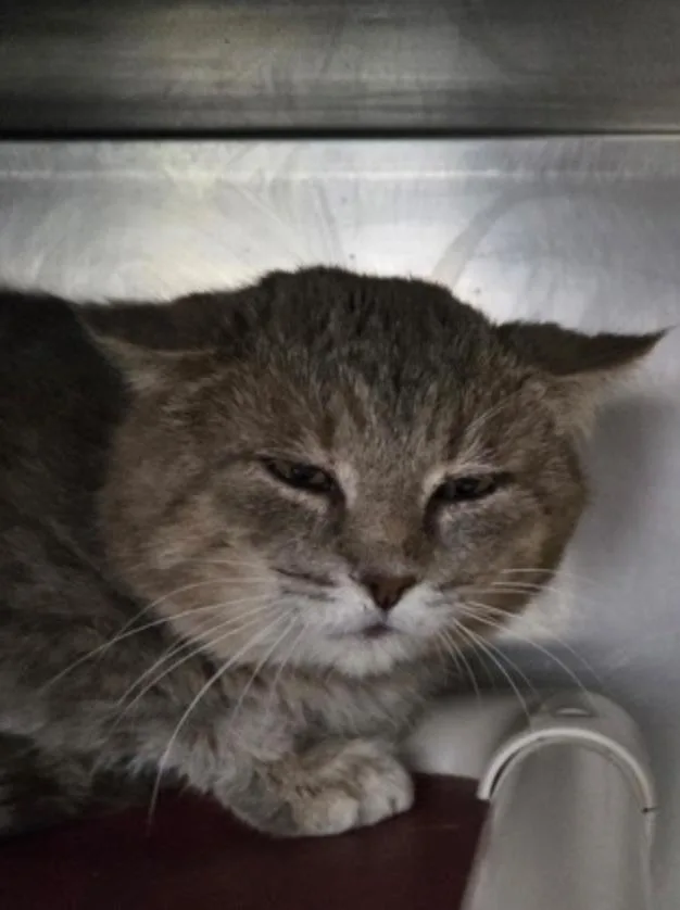 High School Dropout thumbnail 2