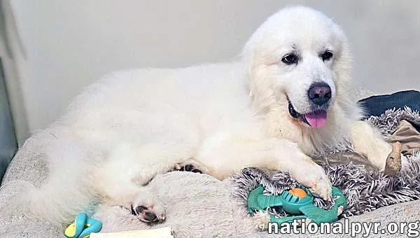 A senior large-sized male White / Cream Great Pyrenees dog named Smoke in SC  for adoption in Beacon, NY