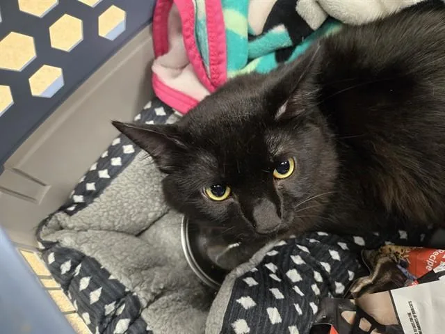An adult medium-sized male Domestic Short Hair cat named Salem A for adoption in Plano, TX
