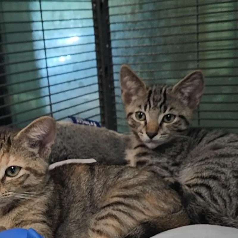 A baby medium-sized female Tabby (Brown / Chocolate) Domestic Short Hair cat named Pretty Boy for adoption in Charleston, SC