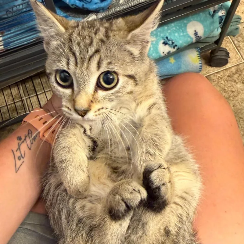 Whiskers