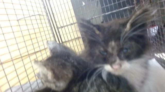 A baby small-sized male Domestic Short Hair cat named Dinky for adoption in Miami, FL