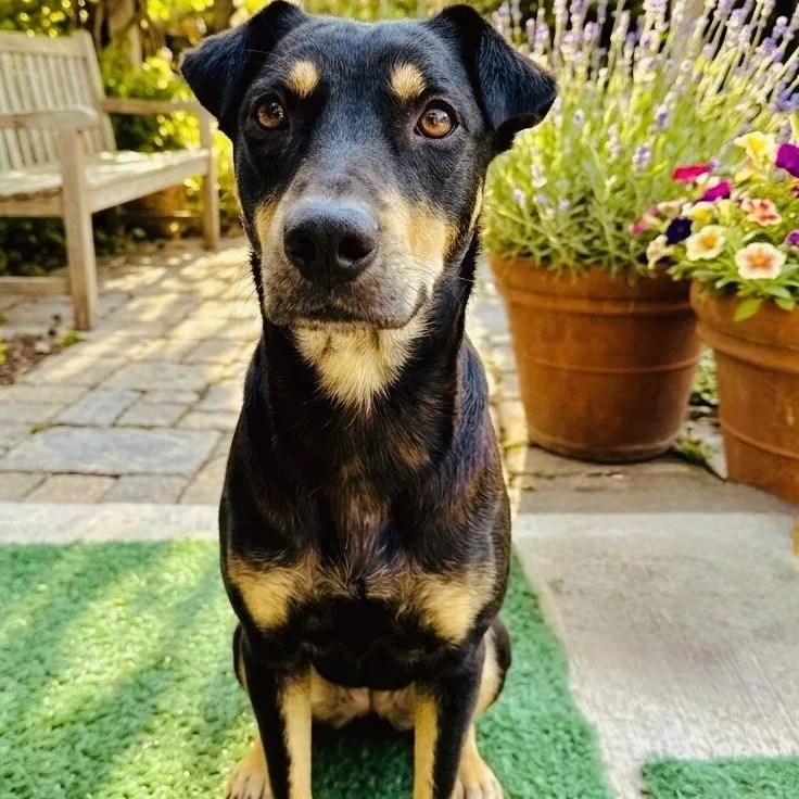 A young medium-sized male Tricolor (Brown, Black, & White) Australian Kelpie dog named Casper for adoption in Houston, TX