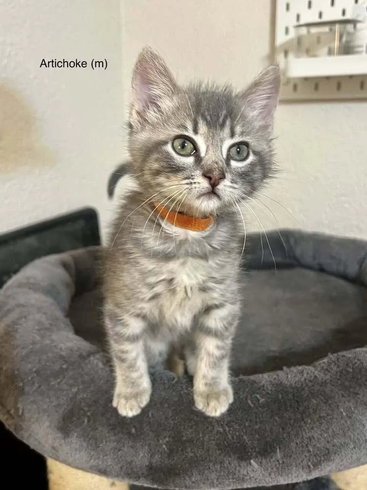 A baby small-sized male Domestic Medium Hair cat named Artichoke for adoption in Blanchard, OK