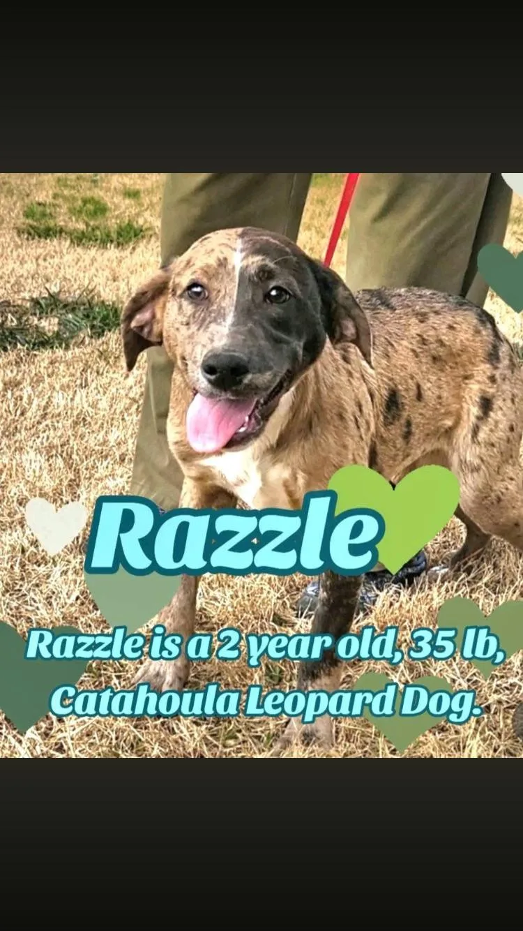 An adult medium-sized female Brindle Catahoula Leopard Dog dog named Razzle for adoption in Paradise, TX