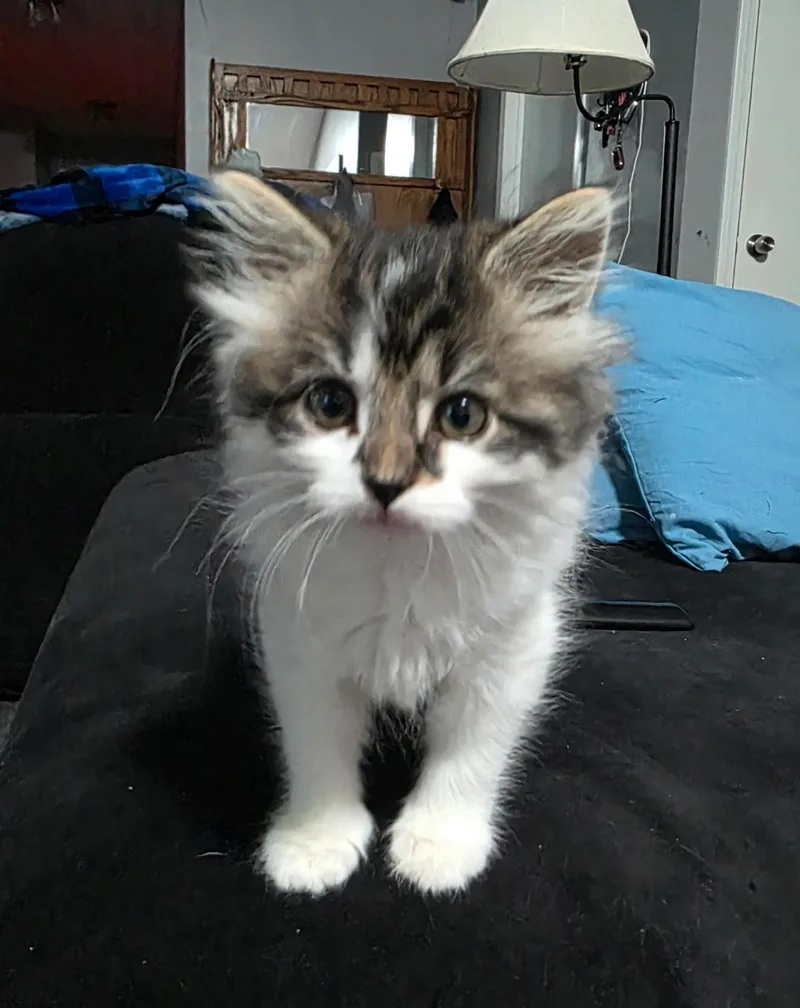 Benny Girl thumbnail 2