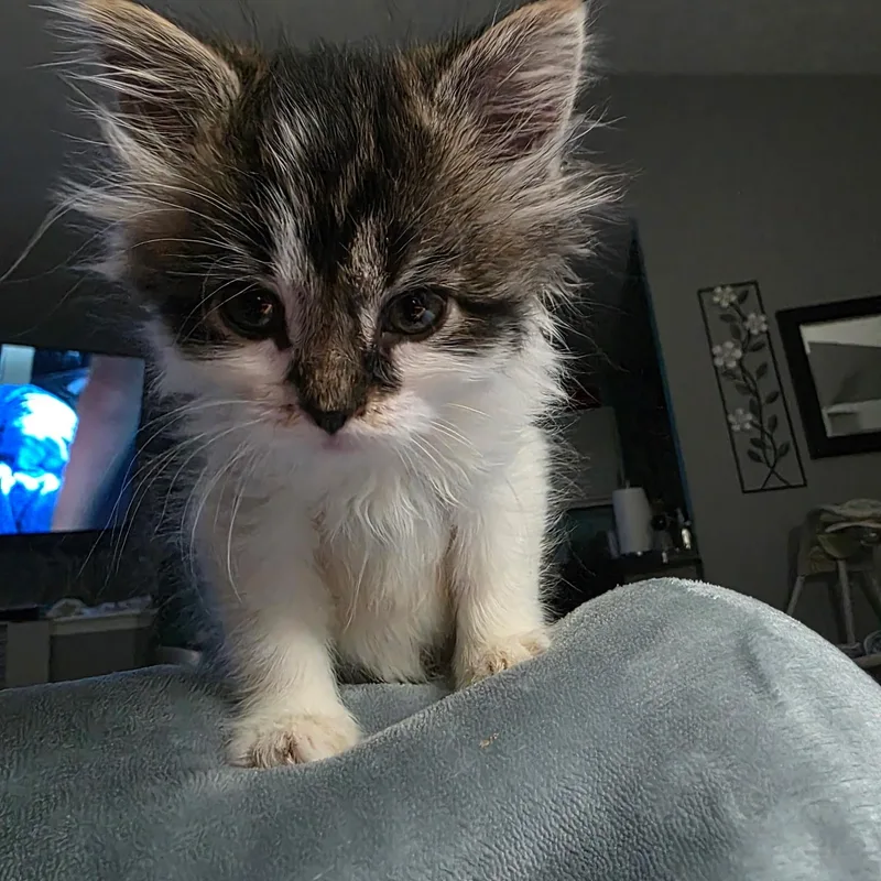 Benny Girl thumbnail 5