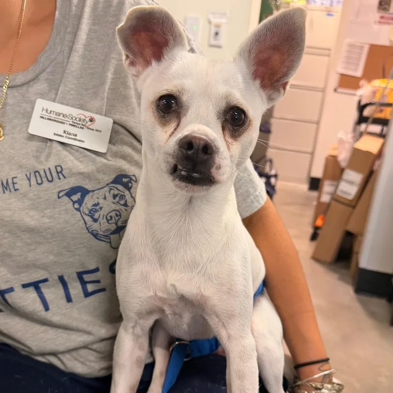 Chico