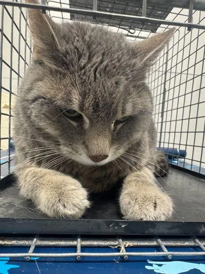 A senior medium-sized female Domestic Short Hair cat named Jellybean for adoption in Sevierville, TN