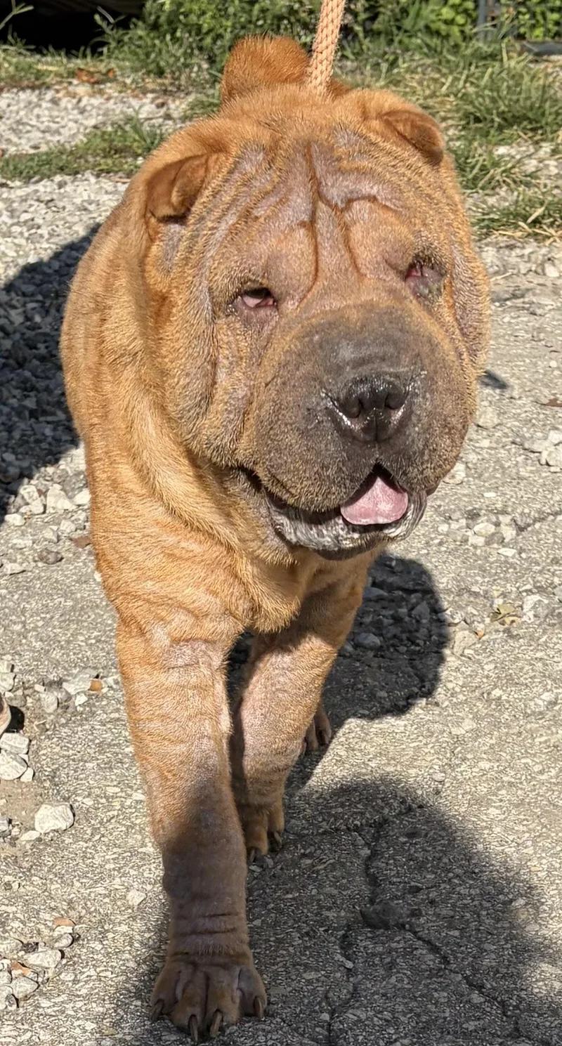 A young medium-sized male Golden Shar-Pei dog named Wrinkles for adoption in McKeesport, PA