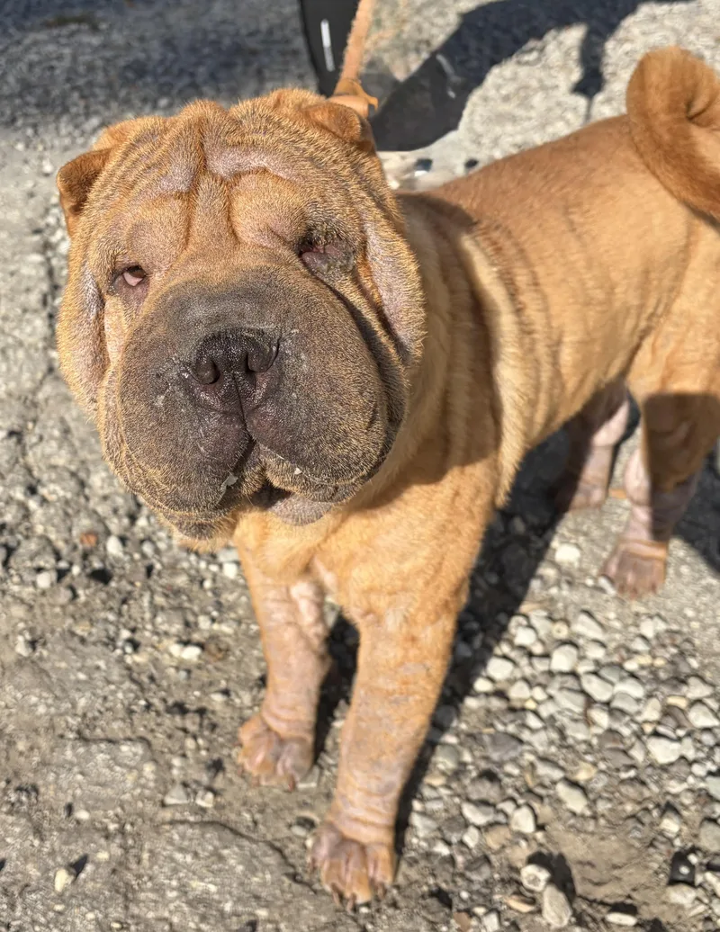 Wrinkles thumbnail 3