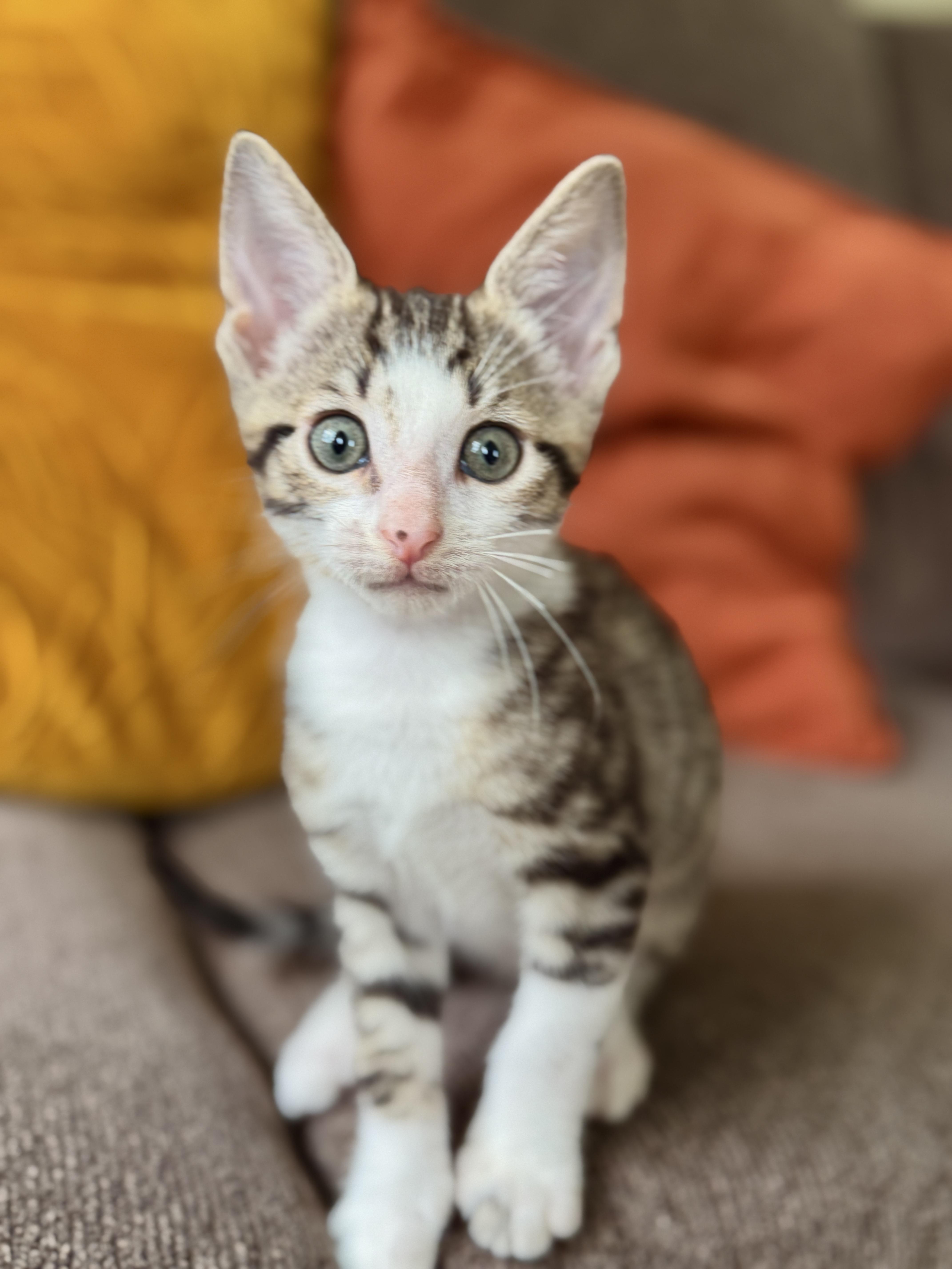 A baby medium-sized male Tabby (Brown / Chocolate) Domestic Short Hair cat named Alfie Transport for adoption in Gradyville, KY