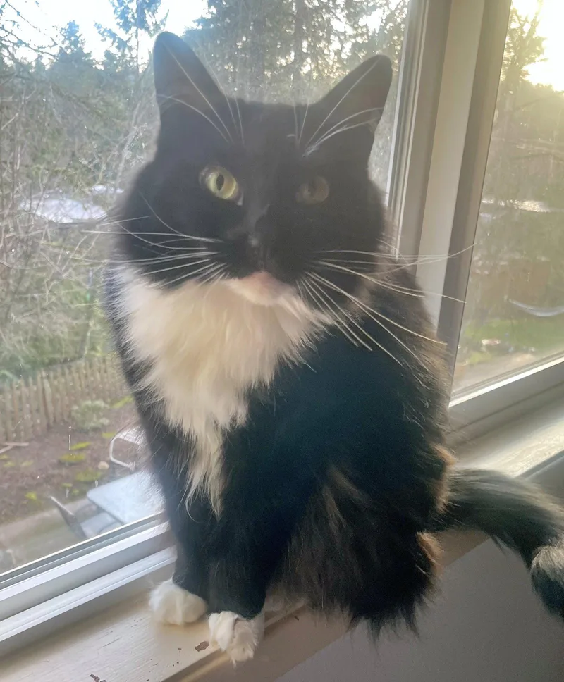 An adult medium-sized female Tuxedo cat named LOLA Offered for adoption in Hillsboro, OR