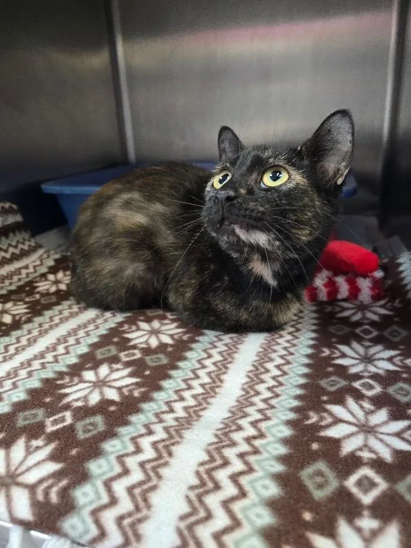 An adult medium-sized female Domestic Short Hair cat named Bella for adoption in Cortland, NY