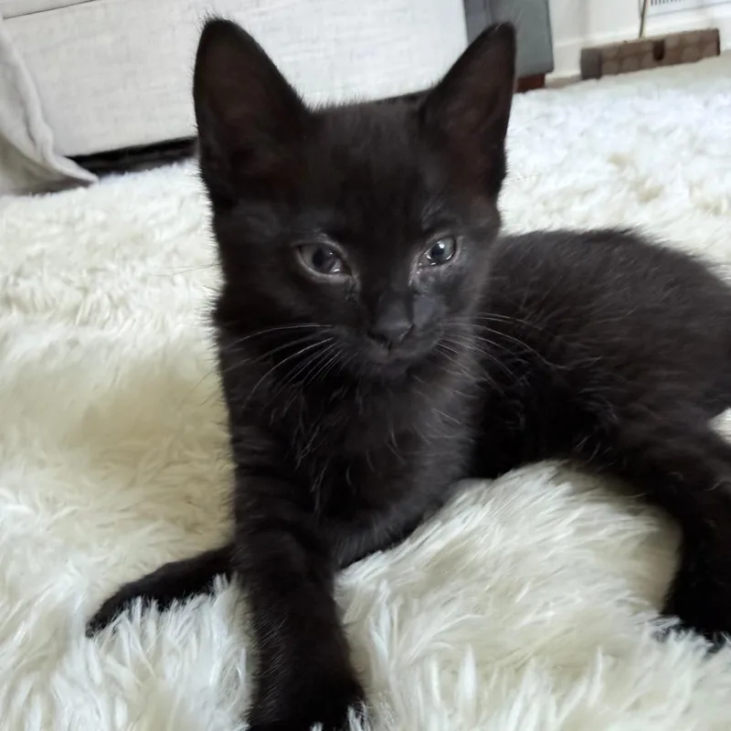 Rhea aka Juno thumbnail 2