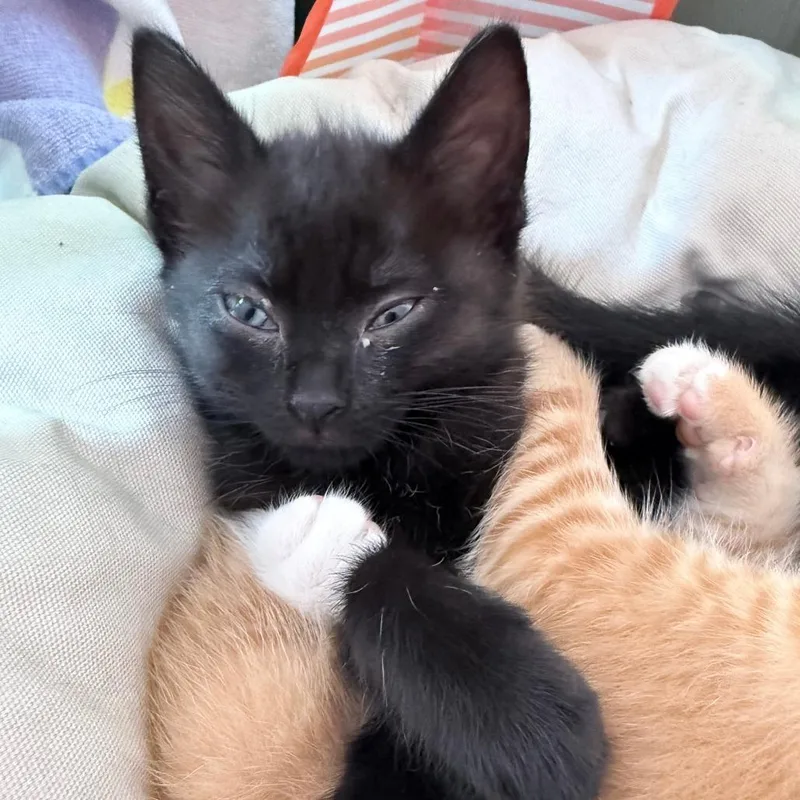 Rhea aka Juno thumbnail 3