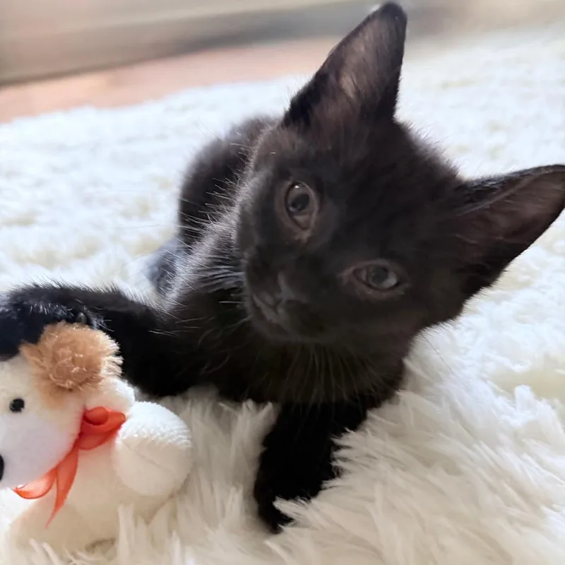 Rhea aka Juno thumbnail 5