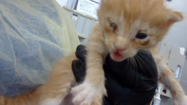 A baby medium-sized male Domestic Long Hair cat named Kai for adoption in Dallas, TX