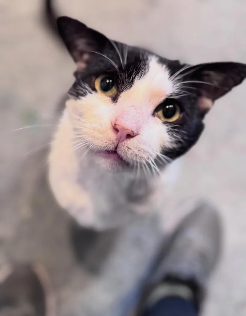 An adult medium-sized male Black & White / Tuxedo Domestic Short Hair cat named Cupid for adoption in Levittown, PA