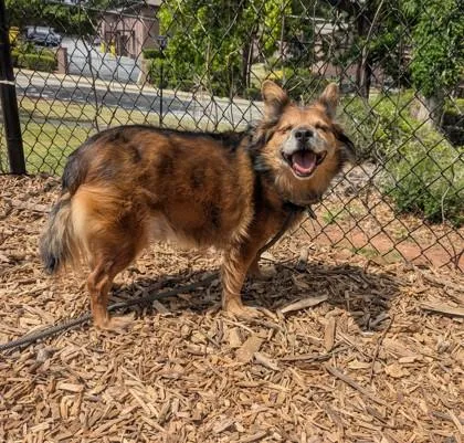An adult medium-sized male Mixed Breed dog named Dexter for adoption in Chamblee, GA