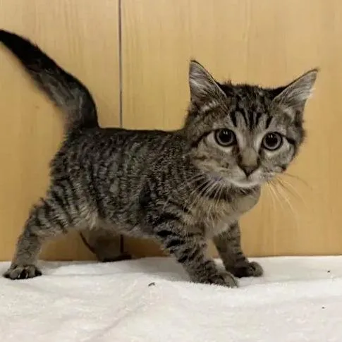 A baby small-sized male Domestic Medium Hair cat named Squidward for adoption in Saint Louis, MO
