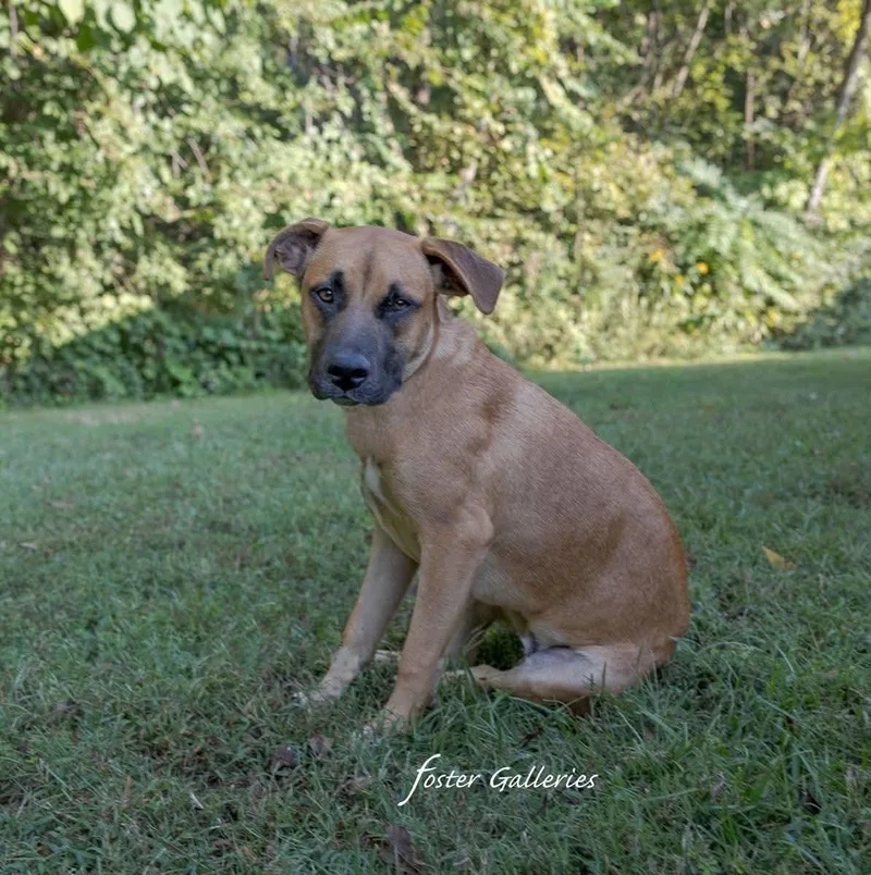 A baby medium-sized male Tricolor (Brown, Black, & White) German Shepherd Dog dog named Scooby Doo for adoption in Luttrell, TN